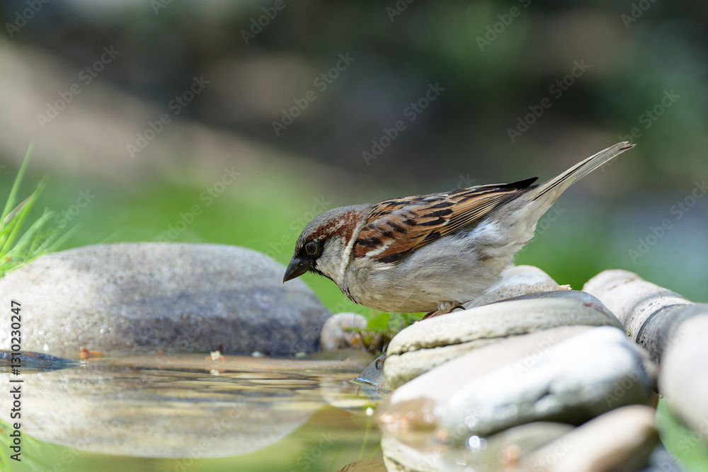 House sparrow, male on stones at a bird watering hole. Czechia.