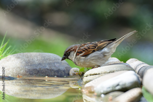 Obraz na płótnie House sparrow, male on stones at a bird watering hole. Czechia. w salonie