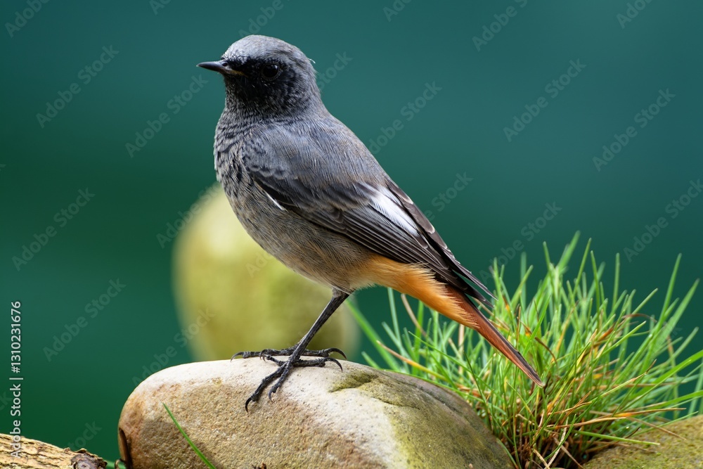 Male black redstart - Phoenicurus ochruros- sparrow stands on a stone near the grass. Czech Republic.