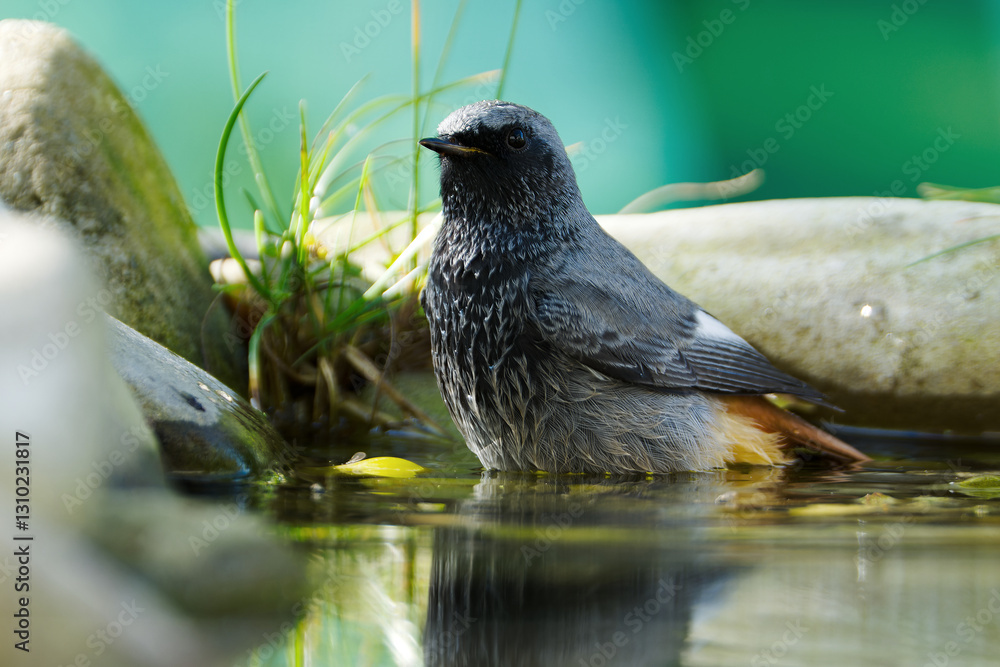 Male black redstart - Phoenicurus ochruros- standing in the water of a bird watering hole. Czech Republic.