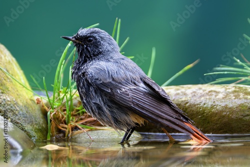 Obraz na płótnie Male black redstart - Phoenicurus ochruros- standing in water. Czechia. w salonie