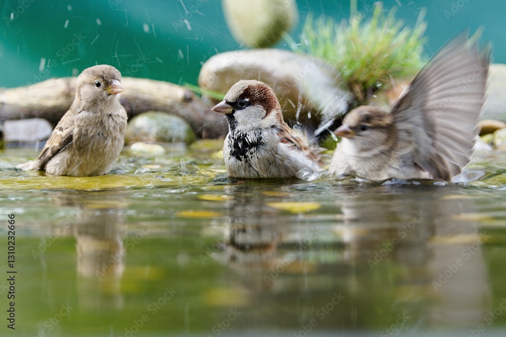 Three house sparrows bathe in a bird watering hole. They splash with water. Czech Republic.