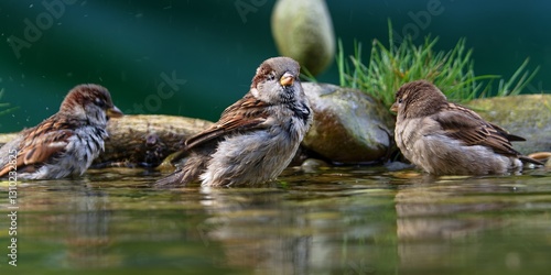 Obraz na płótnie Three house sparrows taking a bath. Czechia. w salonie