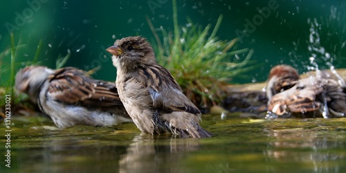 Obraz na płótnie Three house sparrows bathe in a bird watering hole. Czech Republic. w salonie