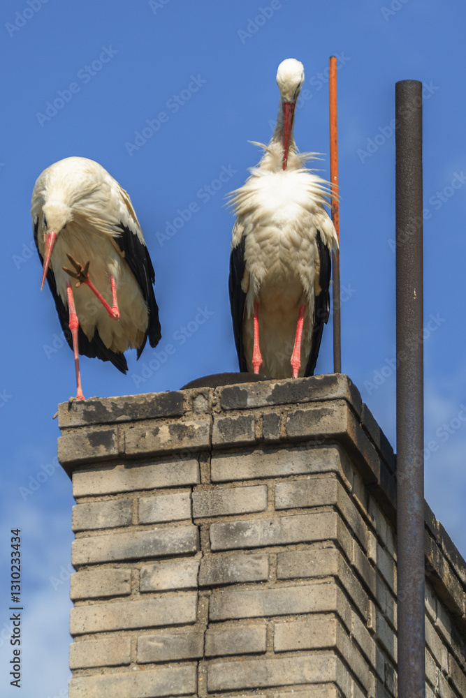 Two storks clean their feathers on the chimney of a family house. Czech Republic.