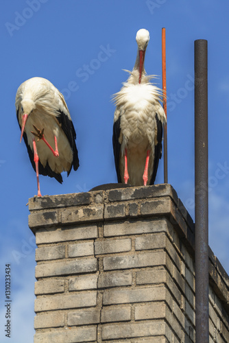 Two storks clean their feathers on the chimney of a family house. Czech Republic.