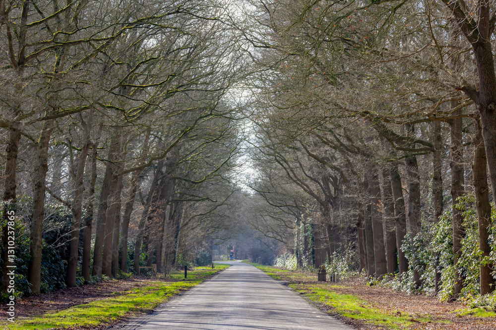 Winter landscape with row of bare tree and trunks in the forest, Countryside road in the wood with green grass, Overijssel is a province of the Netherlands located in the eastern part of the country. Winter landscape with row of bare tree and trunks in the forest, Countryside road in the wood with green grass, Overijssel is a province of the Netherlands located in the eastern part of the country.