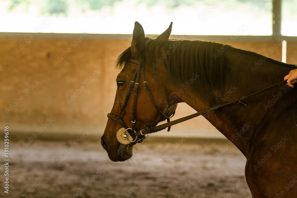 Obraz premium Portrait of a brown horse with bridle