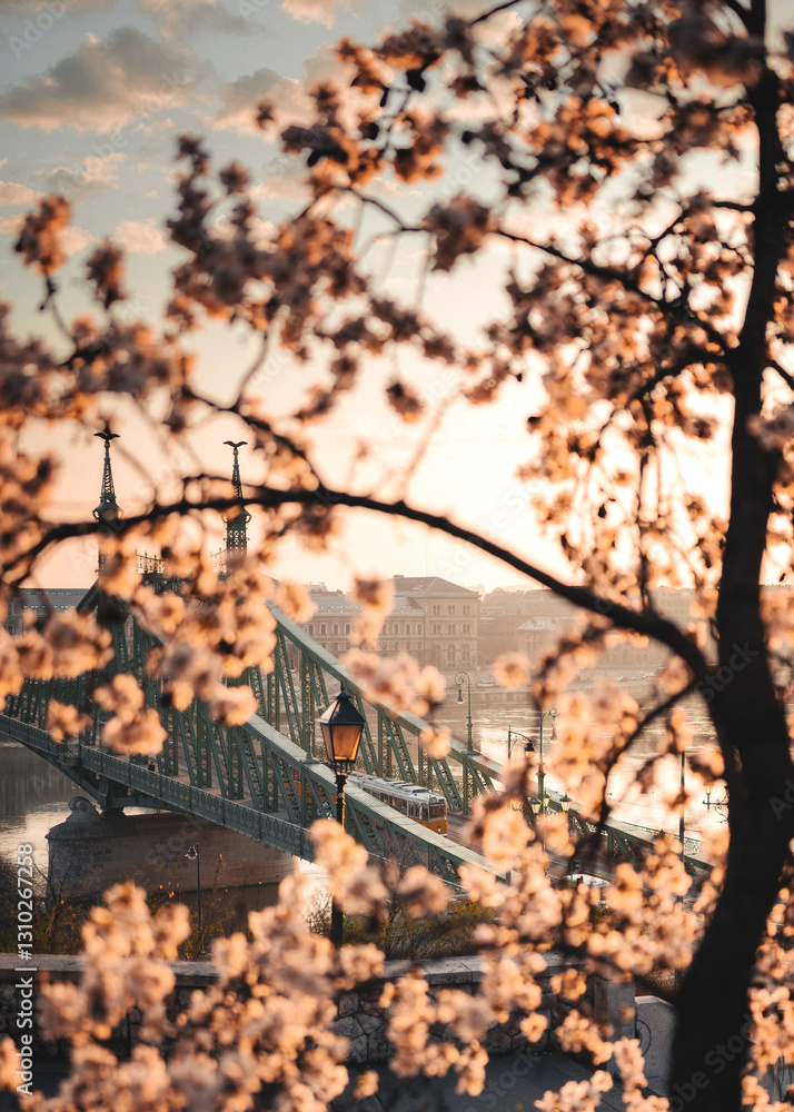 Beautiful Liberty Bridge with almond blossom in Budapest, Hungary