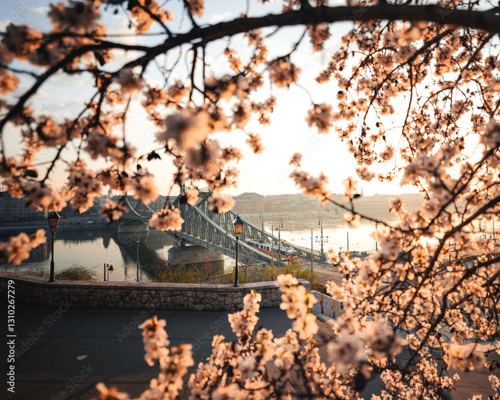 Beautiful Liberty Bridge with almond blossom in Budapest, Hungary