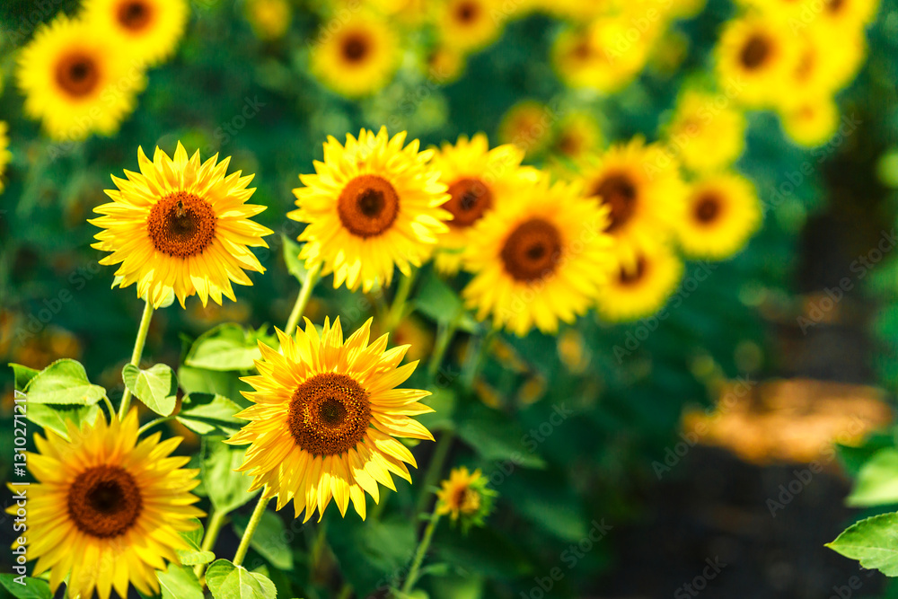 Agricultural field with yellow sunflowers against the sky with clouds.Sunflower field.Gold sunset. Sunflower closeup.Agrarian industry. Photo of cultivation land.flowers image Agricultural field with yellow sunflowers against the sky with clouds.Sunflower field.Gold sunset. Sunflower closeup.Agrarian industry. Photo of cultivation land.flowers image