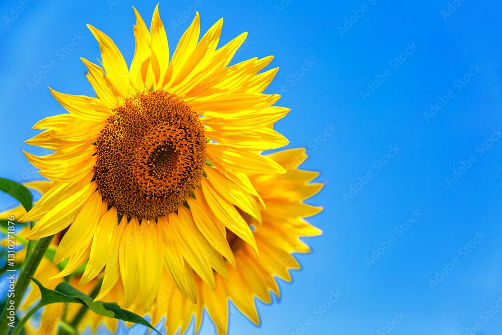 Agricultural field with yellow sunflowers against the sky with clouds.Sunflower field.Gold sunset. Sunflower closeup.Agrarian industry. Photo of cultivation land.flowers image Agricultural field with yellow sunflowers against the sky with clouds.Sunflower field.Gold sunset. Sunflower closeup.Agrarian industry. Photo of cultivation land.flowers image