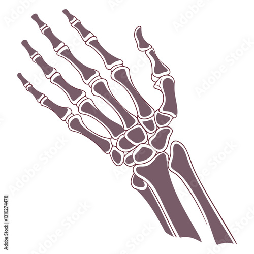 silhouette x - ray on white background