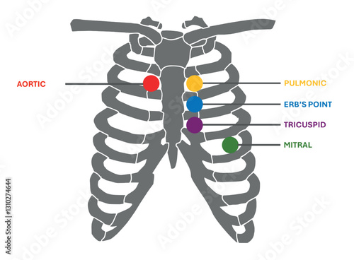 Heart sounds auscultation points. Five auscultation points of the heart. Aortic are, pulmonic area, Erb's point, tricuspid and mitral area. The place where murmurs are best heard on the chest wall.