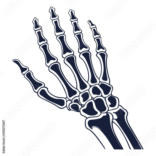 silhouette x - ray on white background
