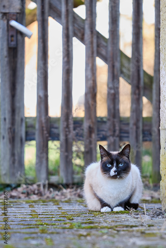 A cat in front of a fence