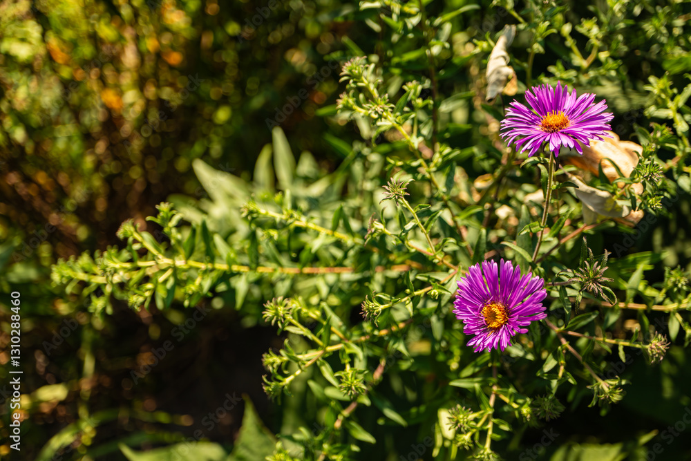 Close-up of two vibrant purple aster flowers in full bloom, surrounded by green foliage, with sunlight highlighting the petals and intricate details of the plant.
Close-up of two vibrant purple aster flowers in full bloom, surrounded by green foliage, with sunlight highlighting the petals and intricate details of the plant.