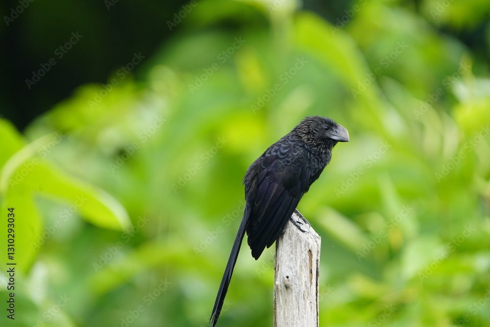 Fototapeta premium The smooth-billed ani (Crotophaga ani) is a large near passerine bird in the cuckoo family. Baturité Ceará, Brazil