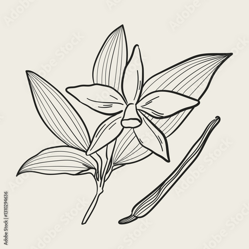 Elegant vanilla branch drawing. Detailed illustration in hand drawn doodle sketch style. Black minimalist line art  flower element for cosmetics, botanical decor, wedding invitations, cooking.