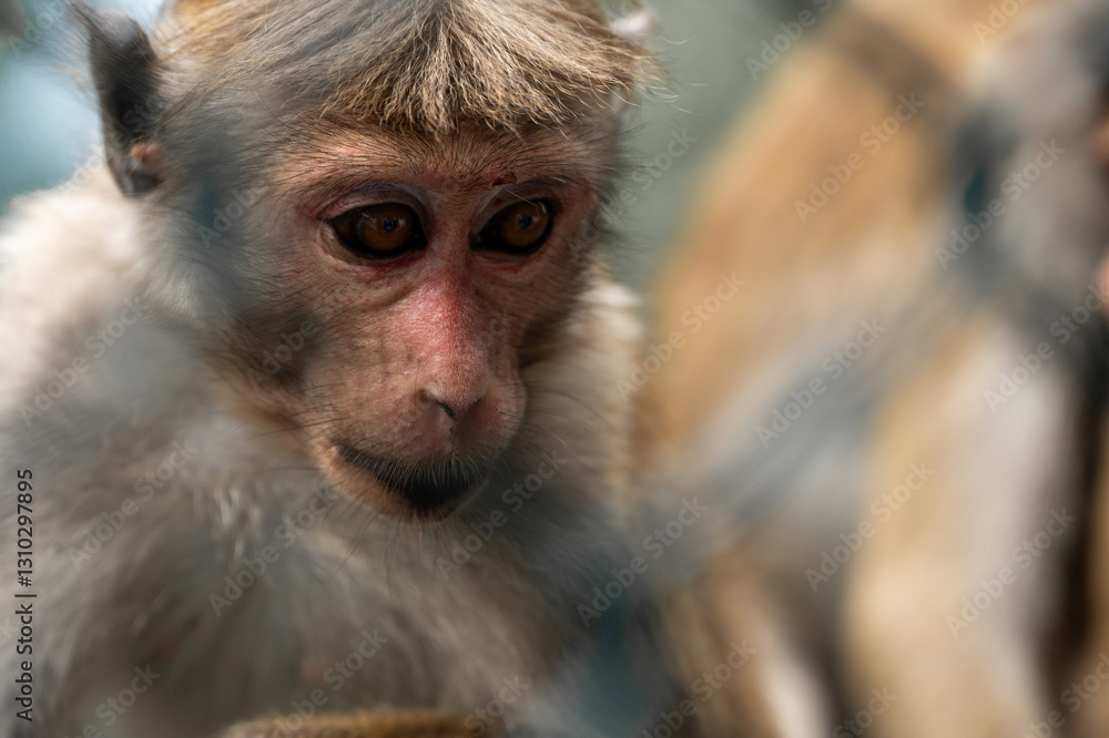 Obraz premium monkeys in the wild, sri lanka