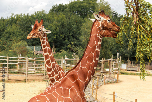 Photography Giraffes in the zoo. Bristol Zoo.