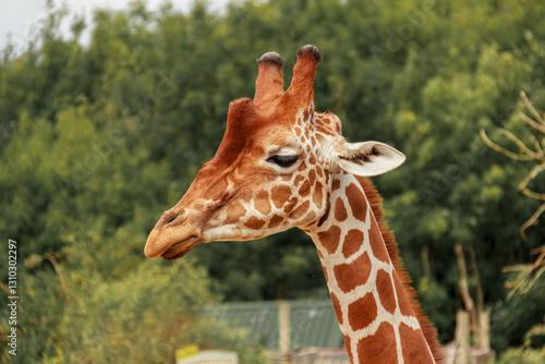 Photography Portrait of a giraffe on a green background.