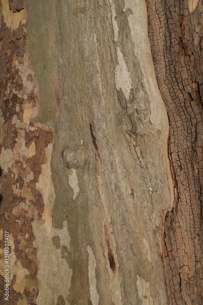 Obraz premium tree bark texture