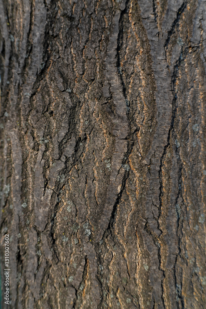 Obraz premium bark of a tree