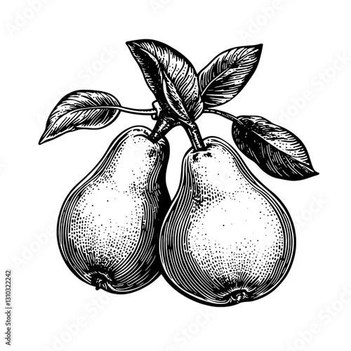 Engraved illustration featuring two pears with intricate leaf details for artistic tattoo and packaging inspiration