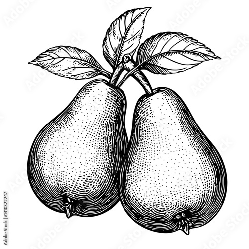 Engraved vector illustration of two pears with leaves perfect for tattoo or packaging design