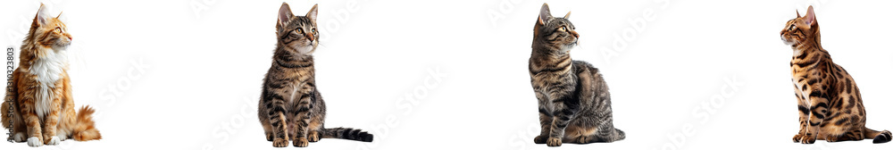 Fototapeta premium cat on transparent background collection set