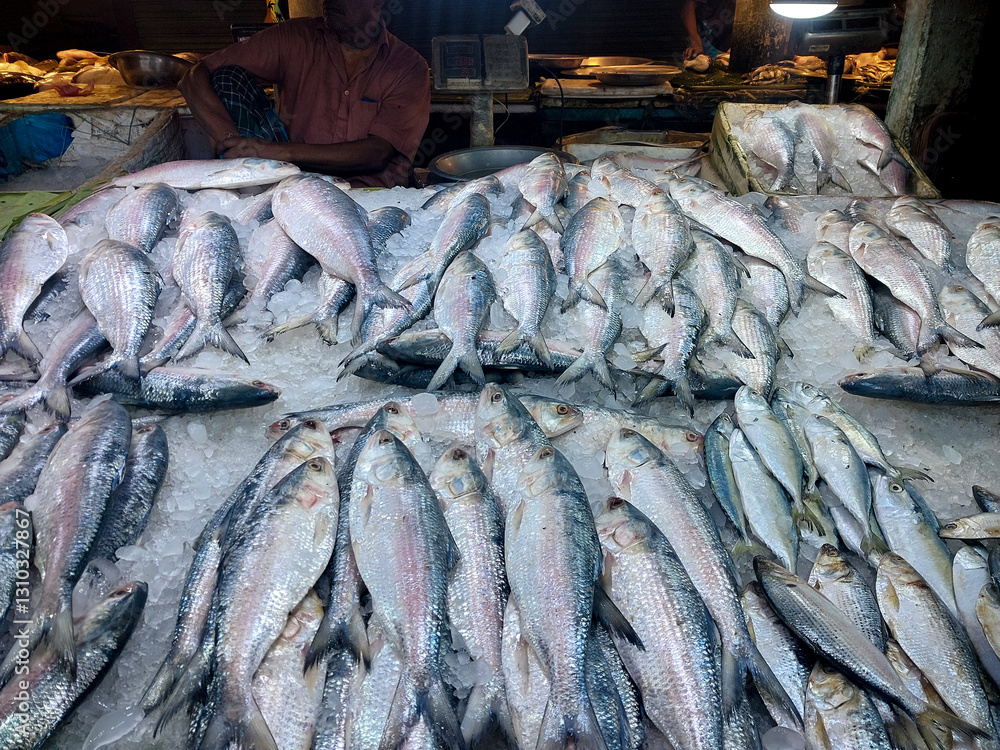 Obraz premium Tenualosa ilisha or hillsa fish is a very popular and sought-after tasty food fish in the Indian Subcontinent. It is Bangladesh's national