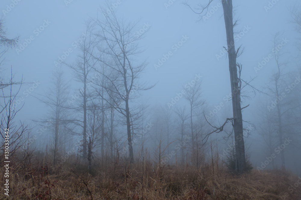 Fototapeta premium A very foggy and atmospheric shot of a sparse forest or clearing. Small trees and dry grass are visible through the dense fog. The heavy mist obscures almost everything, creating a sense of isolation 