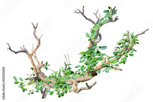 Jungle trees with vines climbing and twisted around on tree trunks, isolated on white background with clipping path.