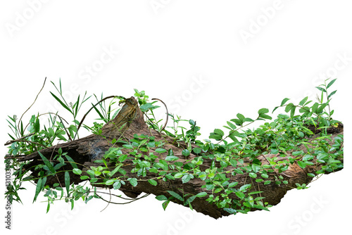 Jungle trees with vines climbing and twisted around on tree trunks, isolated on white background with clipping path.