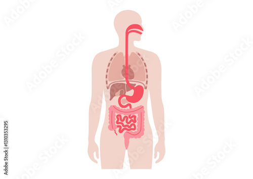 Human internal organs