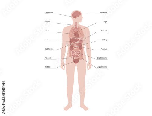 Human internal organs