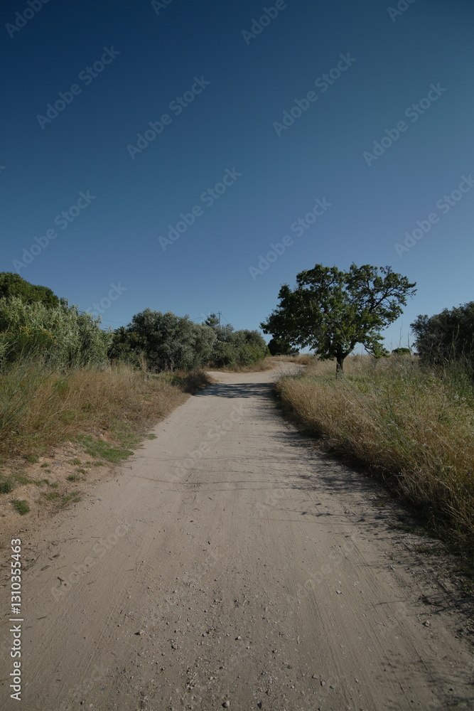Dirt Road with Tree in Distance Dirt Road with Tree in Distance