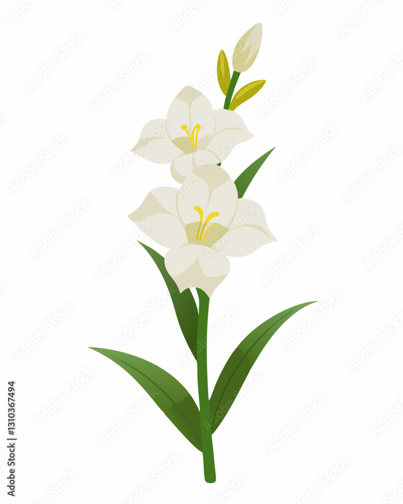 Elegant white lilies with green leaves against a plain background Elegant white lilies with green leaves against a plain background
