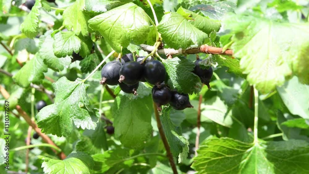 Blackcurrant berries ripening on verdant branch, showcasing lush green foliage and natural growth process of nutrient-rich fruit in garden setting