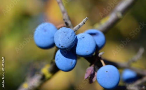 Obraz na płótnie Prunus spinosa 1210