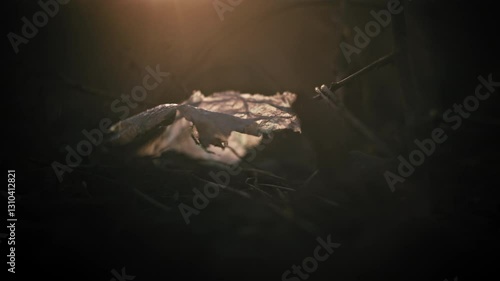 Cinematic garbage in nature