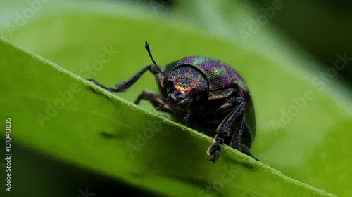 Wallpaper Mural Close up macro of insect on the leaf In nature  Torontodigital.ca