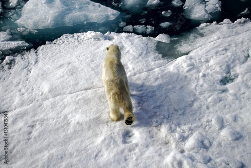 A picture of a polar bear taken in Svalbard captures the stark beauty of this Arctic creature in its natural habitat. The  polar bear navigating in wild.