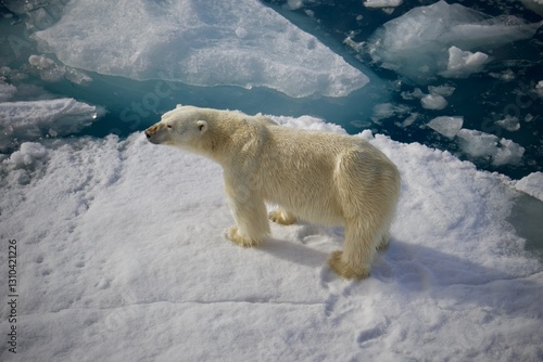 A picture of a polar bear taken in Svalbard captures the stark beauty of this Arctic creature in its natural habitat. The  polar bear navigating in wild.