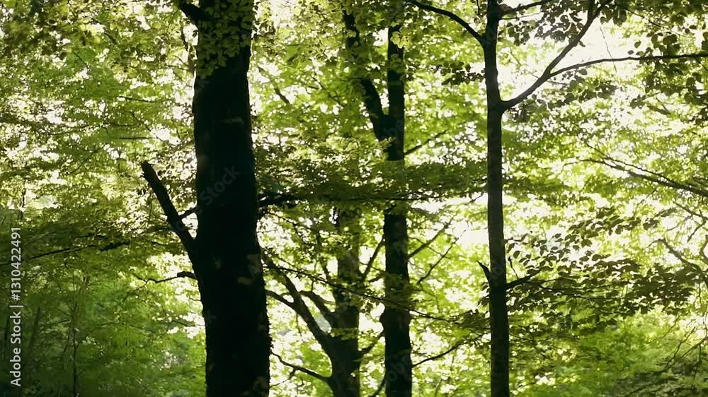 sun rays through the trees