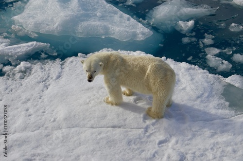 A picture of a polar bear taken in Svalbard captures the stark beauty of this Arctic creature in its natural habitat. The  polar bear navigating in wild.