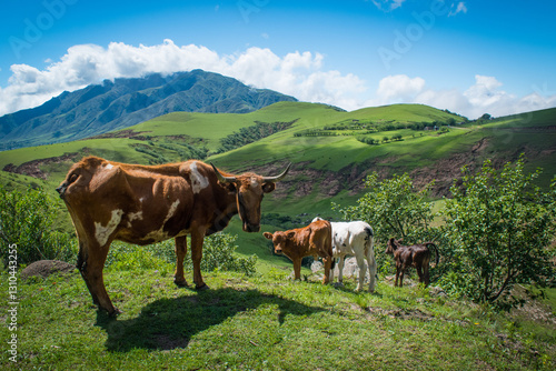 Cow on the hill
