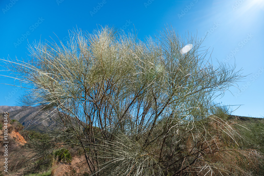 Fototapeta premium Dry desert brush under clear blue sky