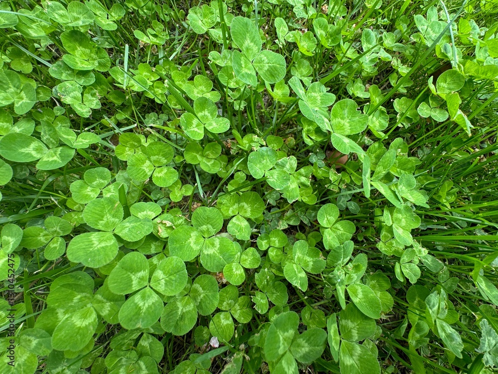 Obraz premium Close up of a green color Trifolium repens leaf against a bright nature background. Clover fresh leaves texture. Close-up. White clover is a herbaceous perennial plant in the bean family Fabaceae.